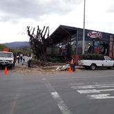 Robertson Spur, trimming high risk trees