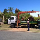Large palm tree removal Large palm tree removal