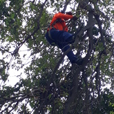Tree climbing