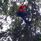 Tree climbing Tree climbing