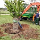 Large cycad transplant Large cycad transplant