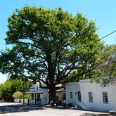 Tree thinned out to allow wind movement through the tree in Swellendam