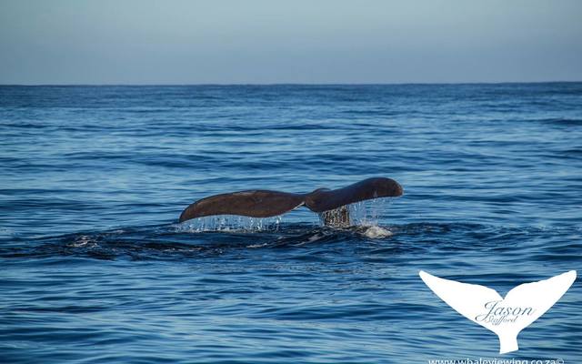 38241949_2132720756747065_4450817648988520448_o_1533283532