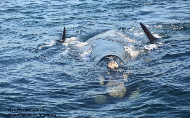 38248764_2132717686747372_5203015603912179712_o_1533283459