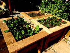 New additions to the garden