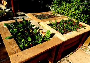 New additions to the garden