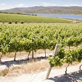  The Vineyards- Taken by Gabfly media