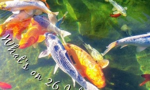 What's on 26 July - 2 August