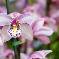 Pink Orchid