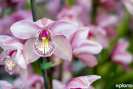 stanford_nursery_eikenhoff_orchid_nursery_pink_orchid_1534158789
