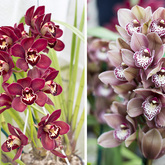 Purple and White Orchid