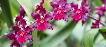 stanford_nursery_eikenhoff_orchid_nursery_purple_pink_orchid_1534159205