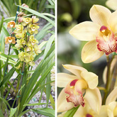 Yellow and Orange Orchid