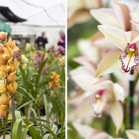 Orange and white Orchid