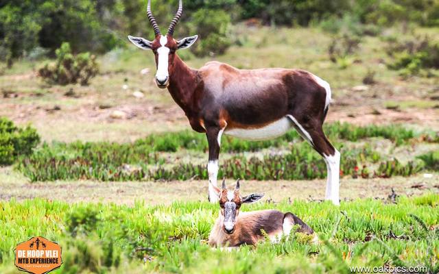 36517405_642419752779827_2204286201102336000_o_1534408081 36517405_642419752779827_2204286201102336000_o_1534408081