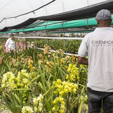 Eikenhoff Branded Shirt