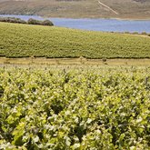 Lomond Vineyards-Taken by Gabfly Media