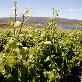 Lomond Vineyards-Taken by Gabfly Media