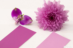 gansbaai_hardware_the_colour_box_pink_range_1535717440