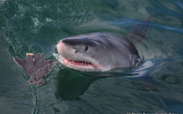 20180903_SF_Trip1_KBaker_IMG53_001_1536061390