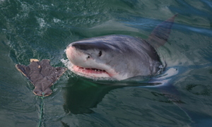 Daily Blog 03 September 2018