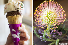 pringle_bay_food_beverage_fynbos_enterprises_perfect_icecream_1536254639