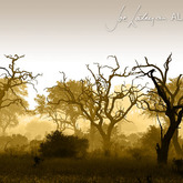 Leadwood Forest Fine Art