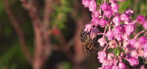 Our new Hive to Home experience