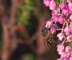 Our new Hive to Home experience