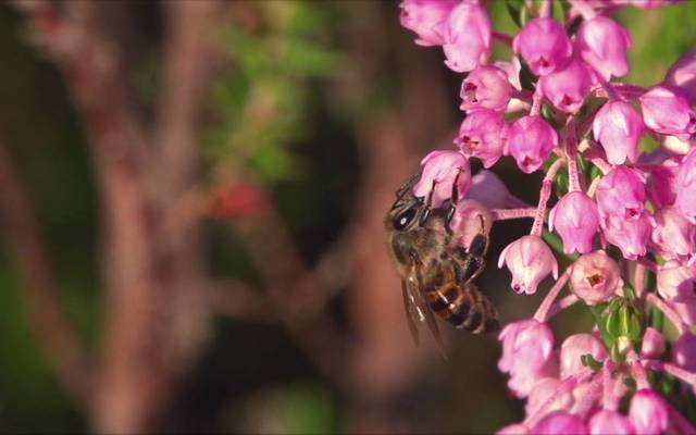 grootbos_hive_to_home_1536564629