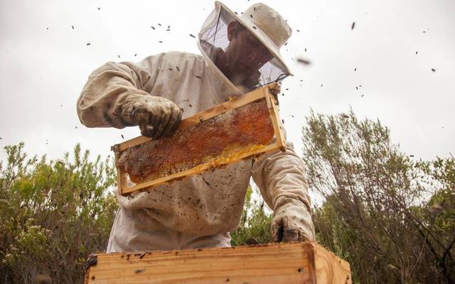 web_grootbos_foundation_siyakhula_honey_13_1536564630