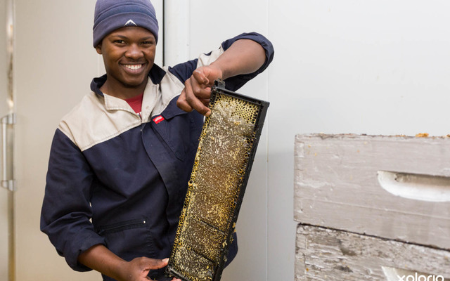 Overberg_honey_co_brood_frame_before_honey_is_pressed_out_1527058597_1537514127