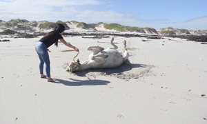 Premium Beach Trails = Premium Bucket List Dreams..