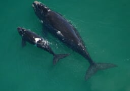 Things to do in and around Gansbaai