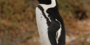 things_to_do_other_activities_penguin_1538563063
