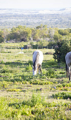 gansbaai_camping_site_strandskloof_park_horses_1539170104