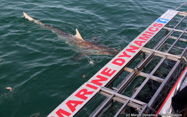 20181016_SF_Trip1_RWatson_IMG079_1539776403