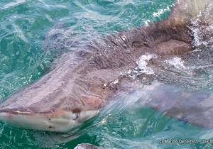 Daily Blog 16 October 2018