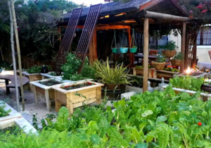 Organic Herb & Vegetable Garden
