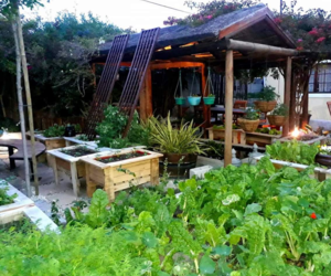 Organic Herb & Vegetable Garden