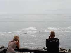 Whales, whales everywhere…