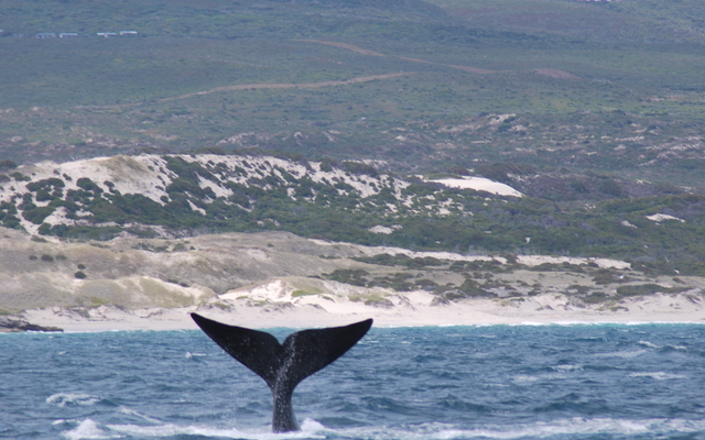 Whale Tales and tales of whales