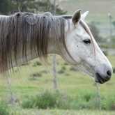 Our boy Pegasus in training