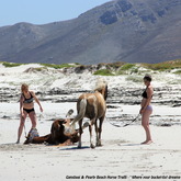 Gansbaai & Pearly Beach Horse Trails