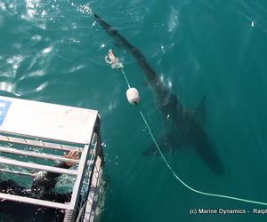 Daily Blog 13 November 2018 | White Shark Diving Gansbaai