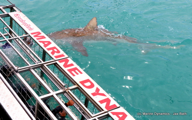 shark_watching_7__1542184864