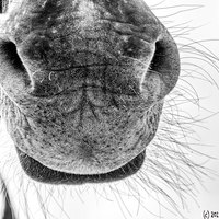 Herman van Bon Photography