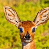 Herman van Bon Photography