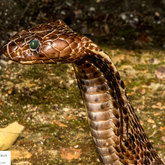 Herman van Bon Photography Snake
