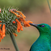 Herman van Bon Photography Bird